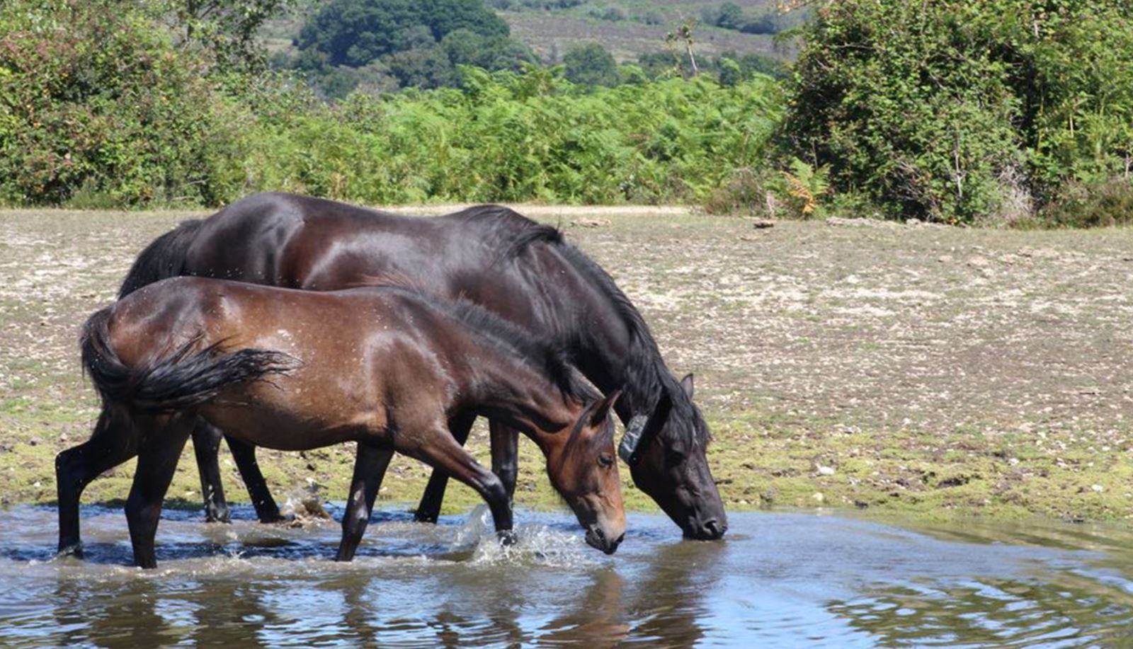 New Forest Ponies drinking at Minstead